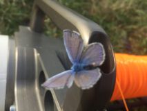 Schmetterling liebt Silikon ;-)